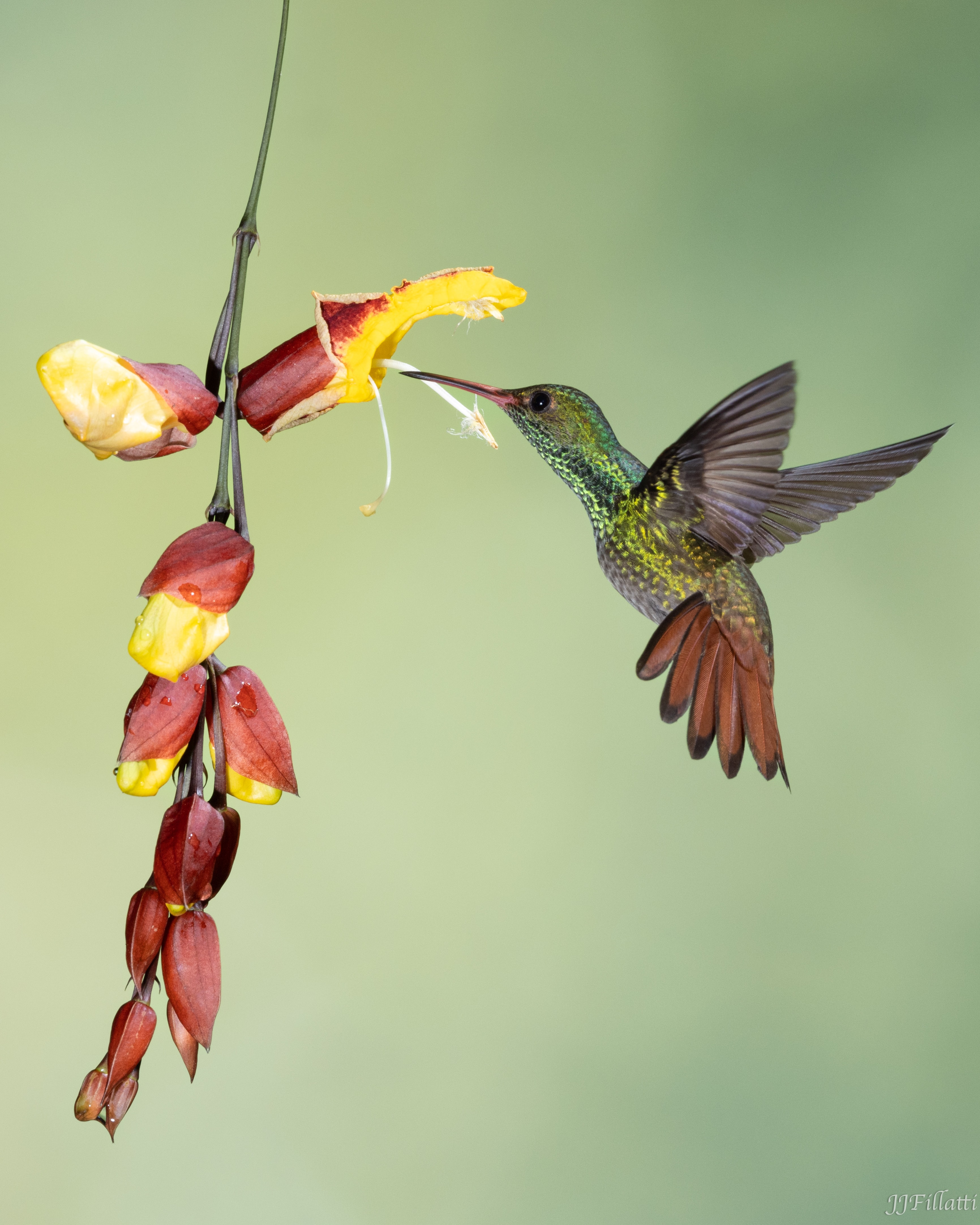 bird of Costa Rica image 18